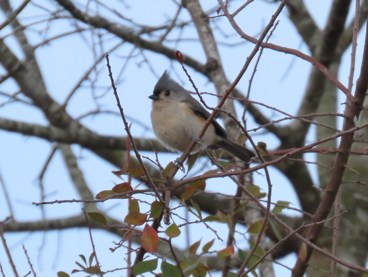 Tufted Titmouse - ML647076191