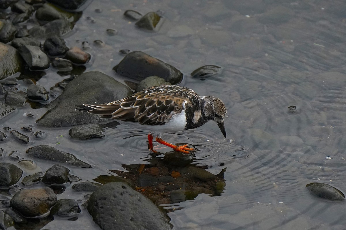 Ruddy Turnstone - ML647076192