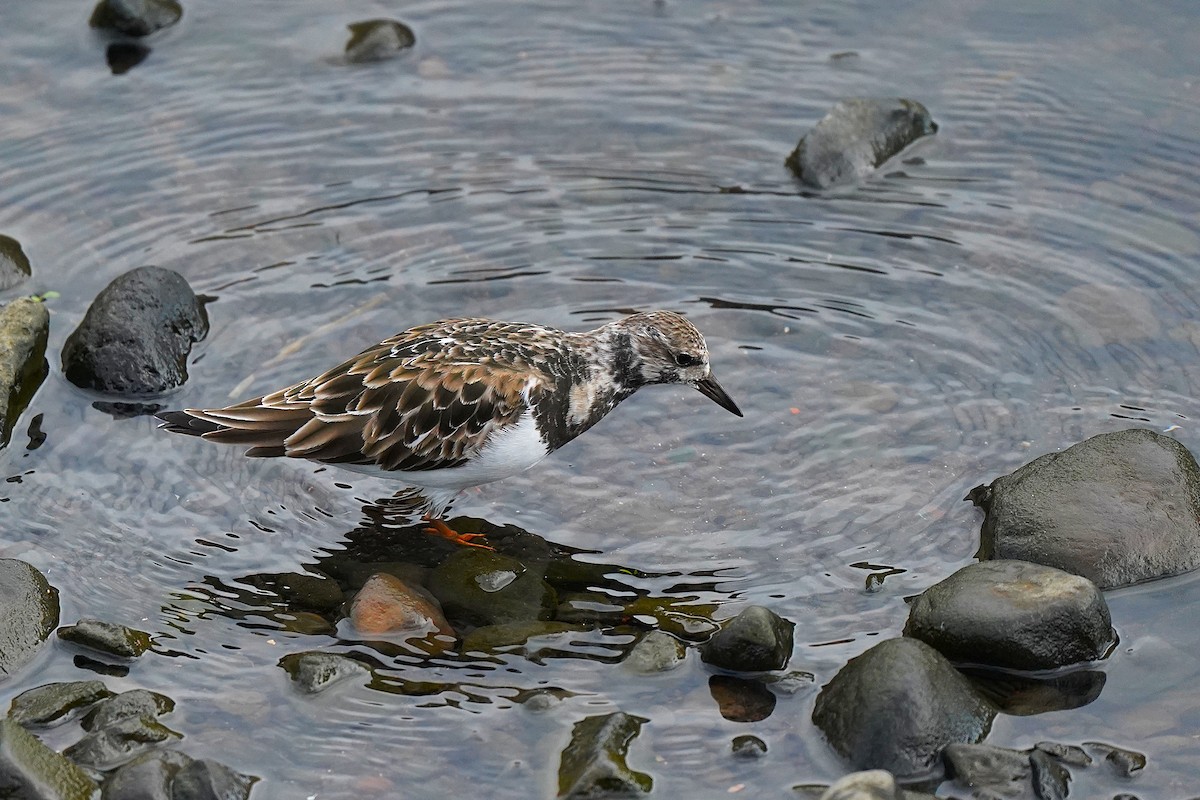 Ruddy Turnstone - ML647076193