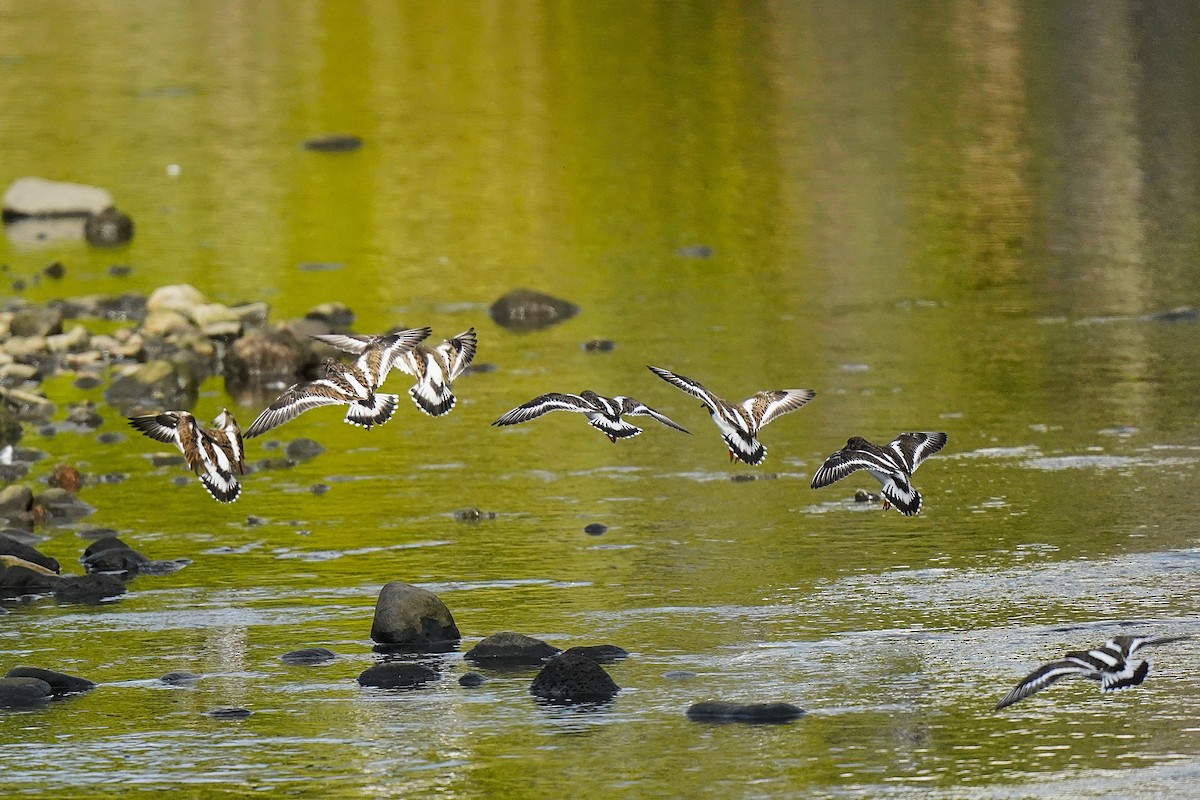 Ruddy Turnstone - ML647076194