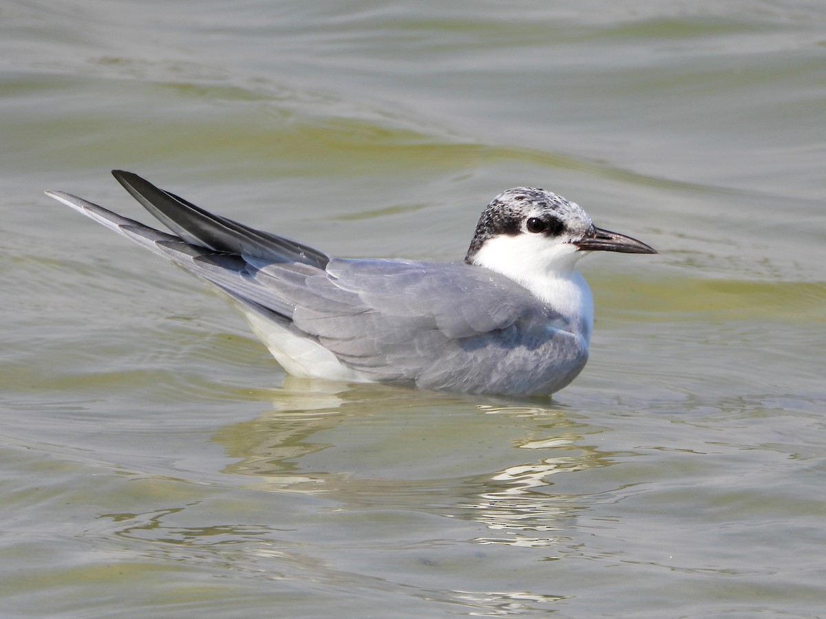 Whiskered Tern - ML647076195
