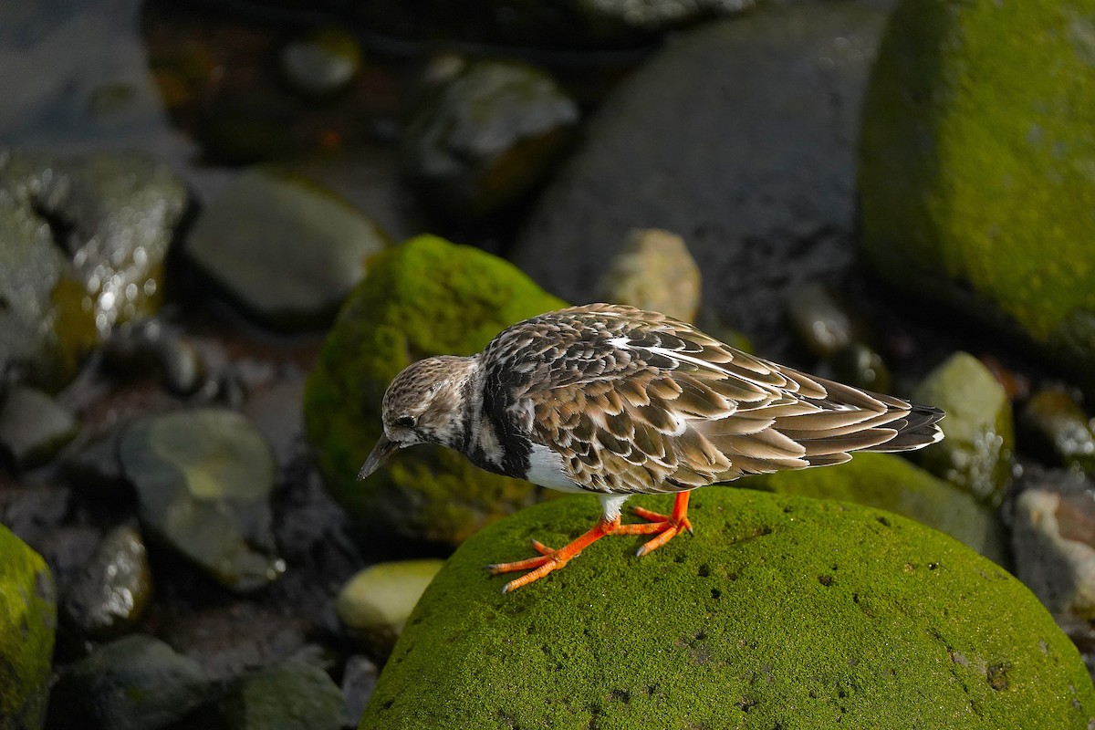 Ruddy Turnstone - ML647076196
