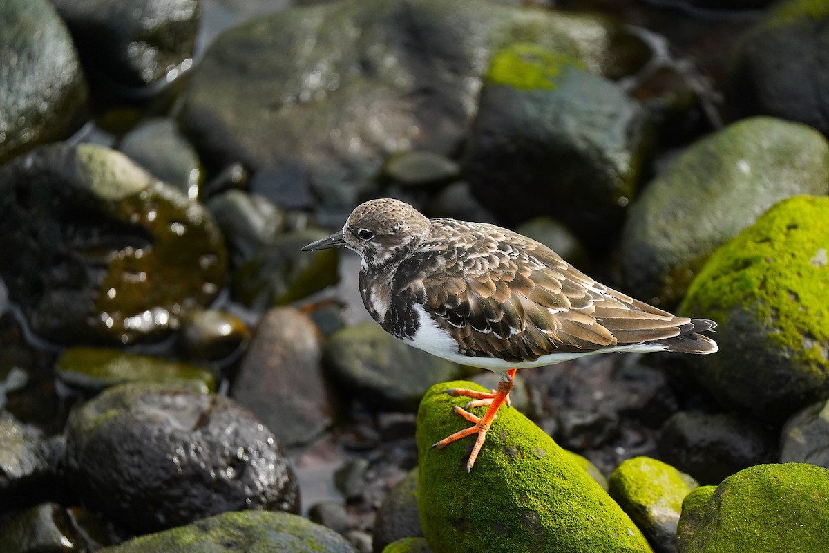 Ruddy Turnstone - ML647076197