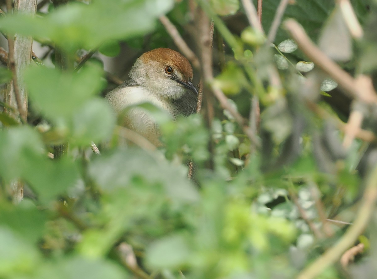 Singing Cisticola - ML647076198