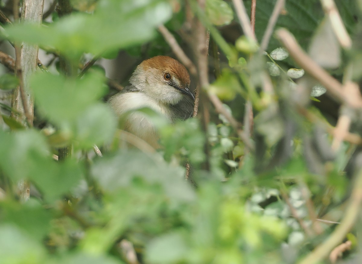 Singing Cisticola - ML647076199