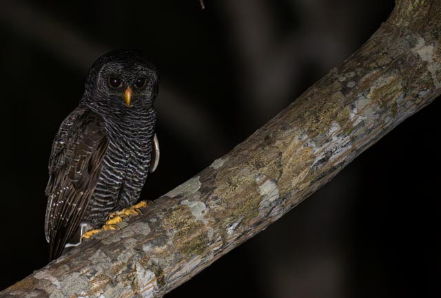 Black-banded Owl - ML647076200