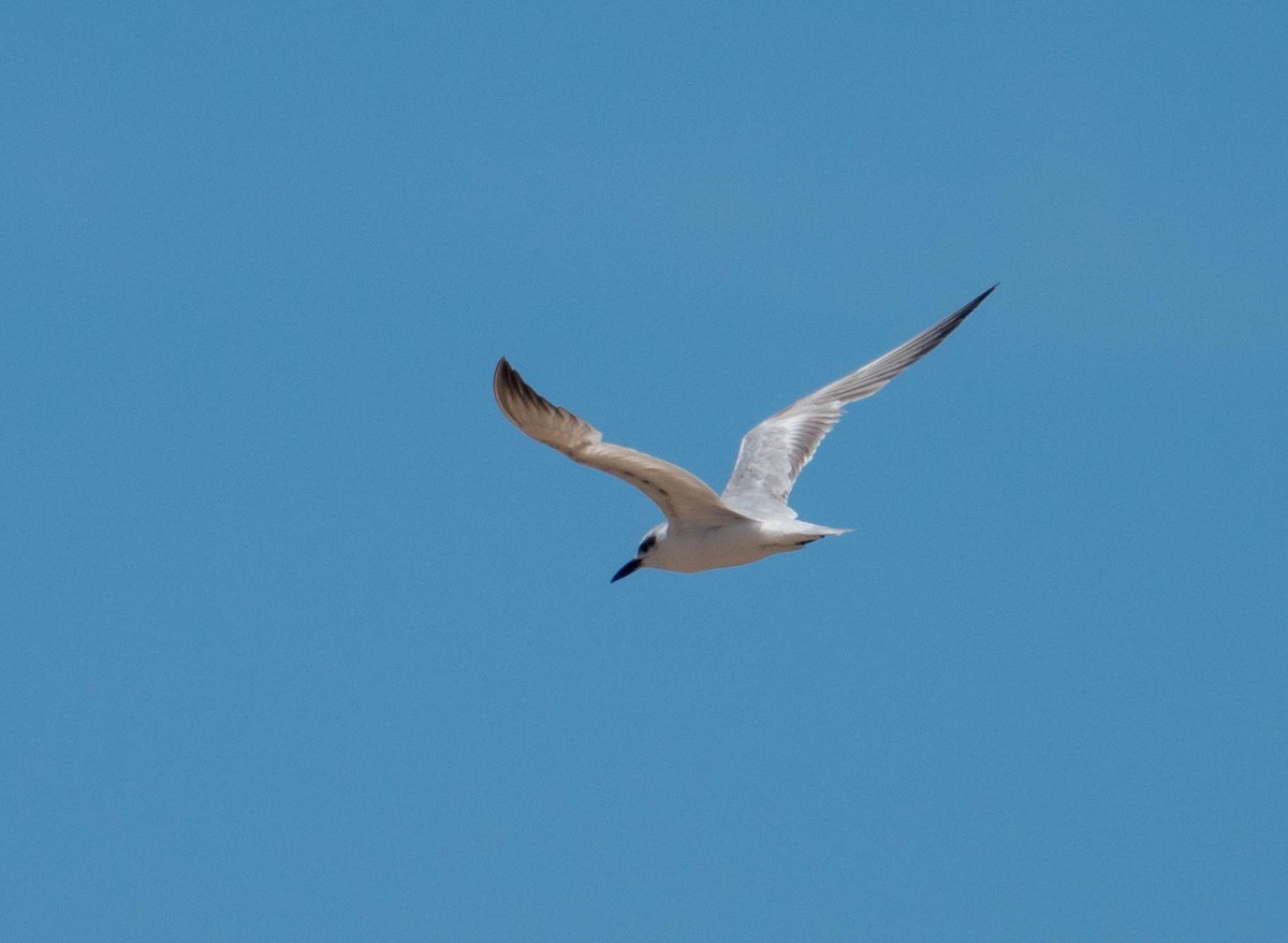 Gull-billed Tern - ML647076201