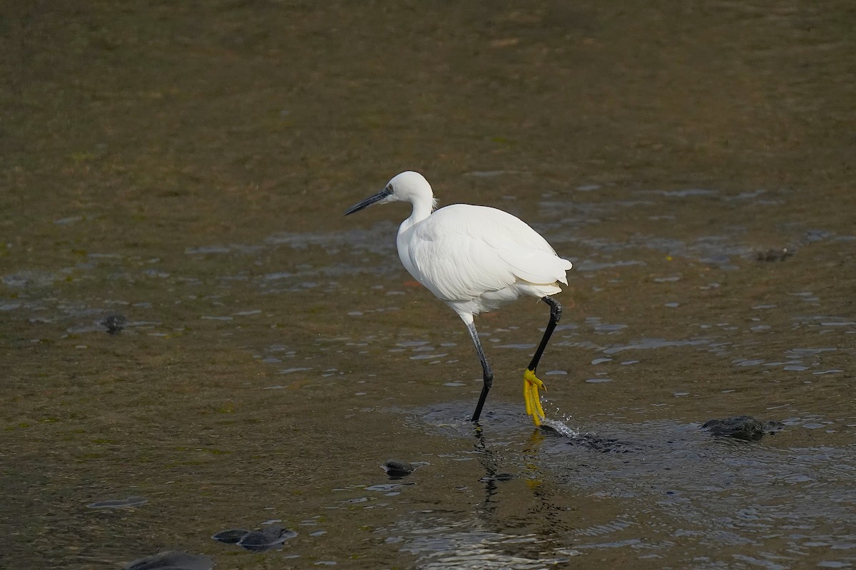 Little Egret - ML647076203
