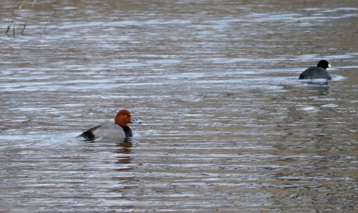 Redhead - ML647076204