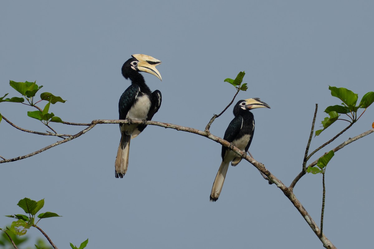 Oriental Pied-Hornbill - ML647076205