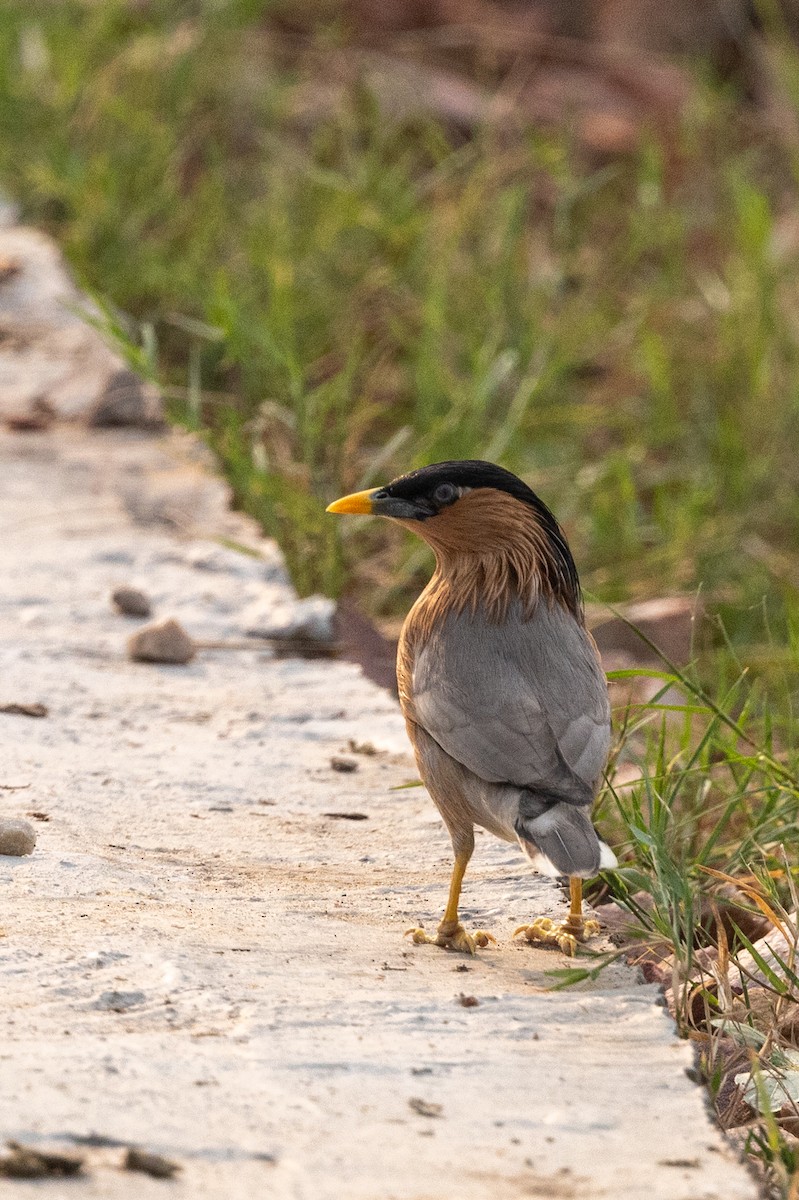 Brahminy Starling - ML647076206