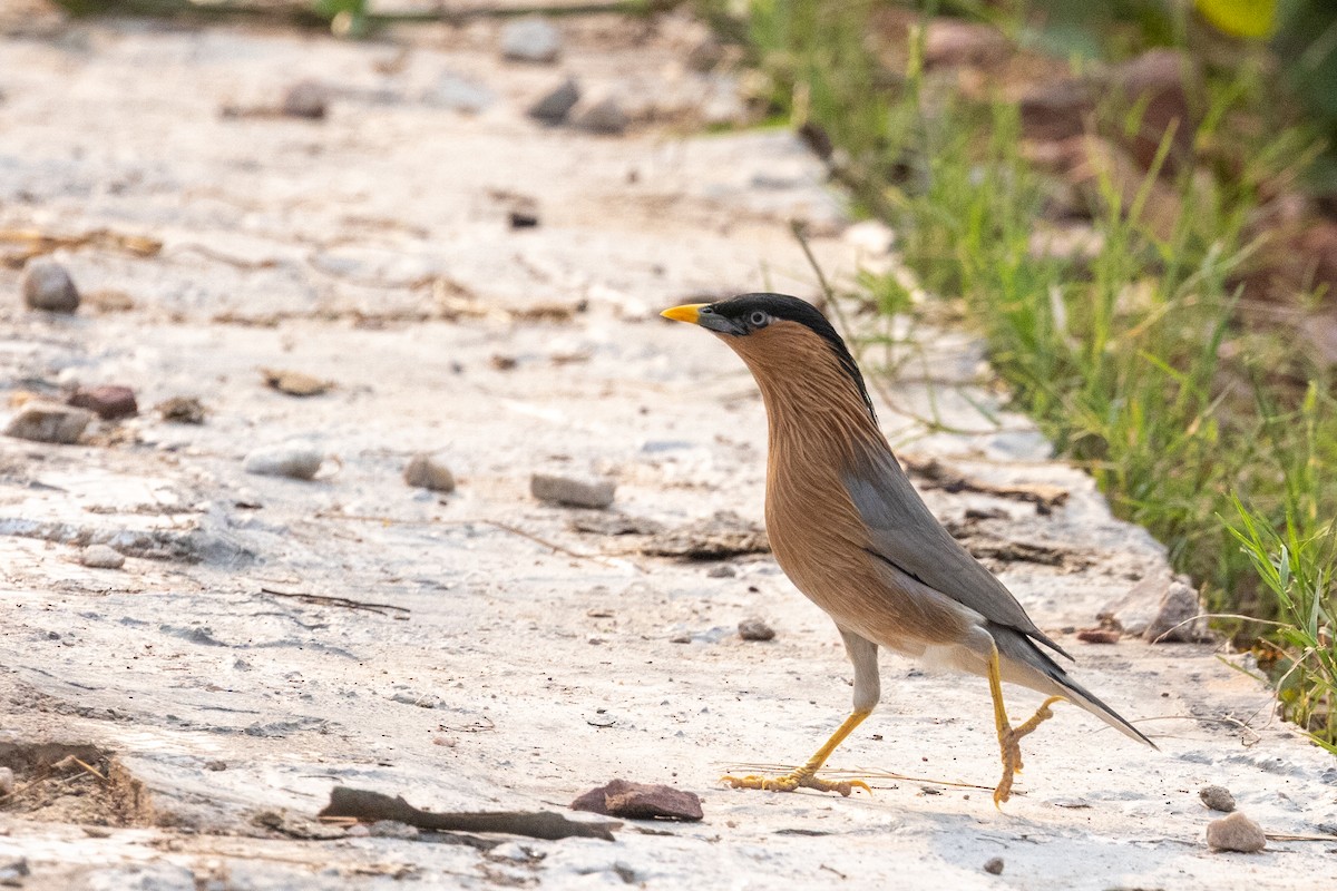 Brahminy Starling - ML647076207