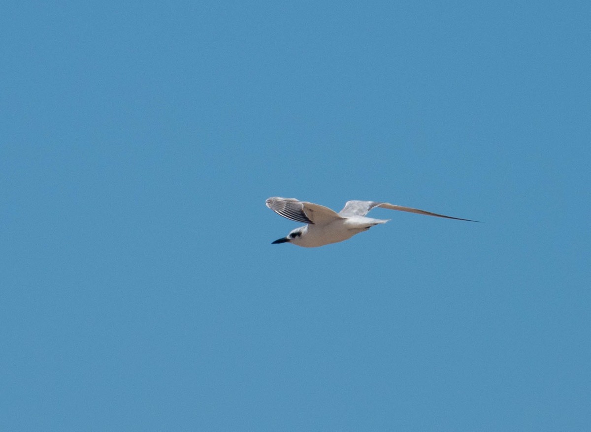 Gull-billed Tern - ML647076209