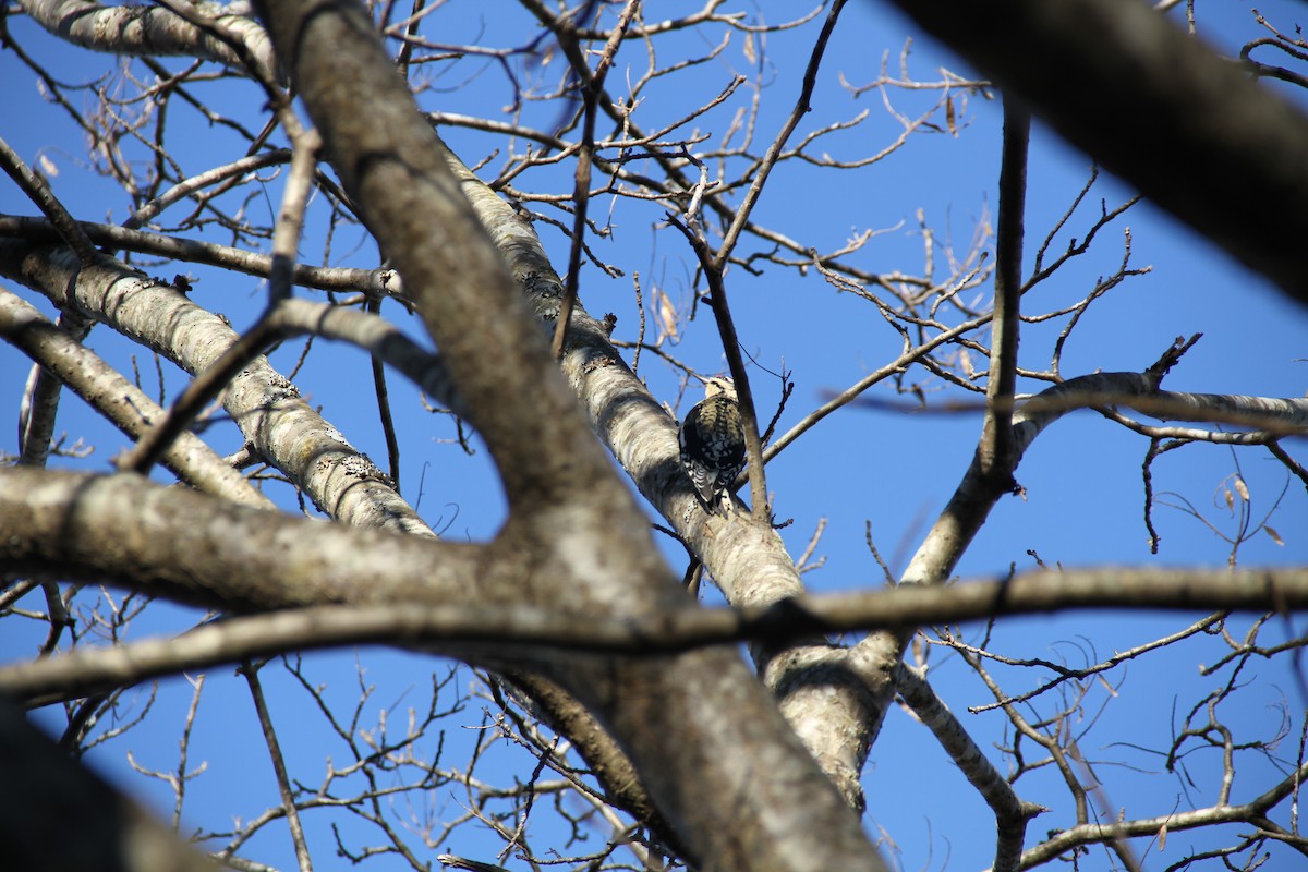 Yellow-bellied Sapsucker - ML647076211