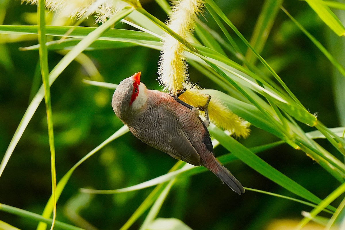 Common Waxbill - ML647076212