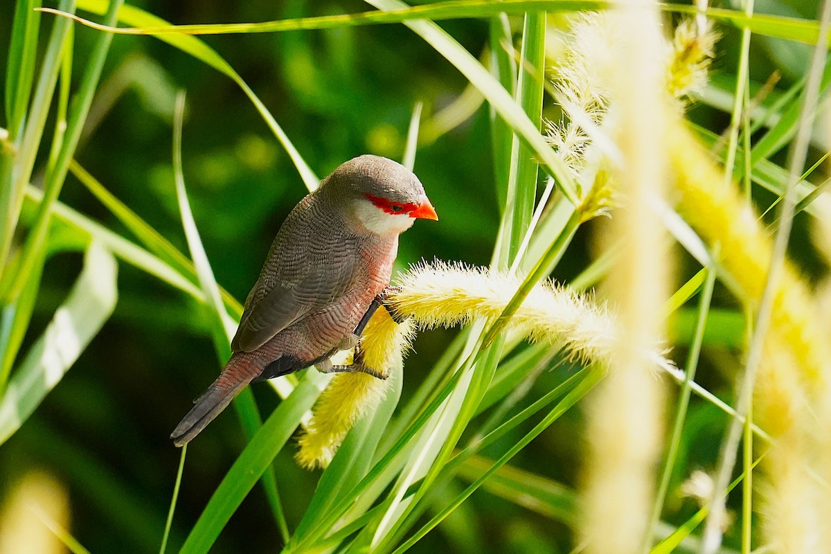 Common Waxbill - ML647076213