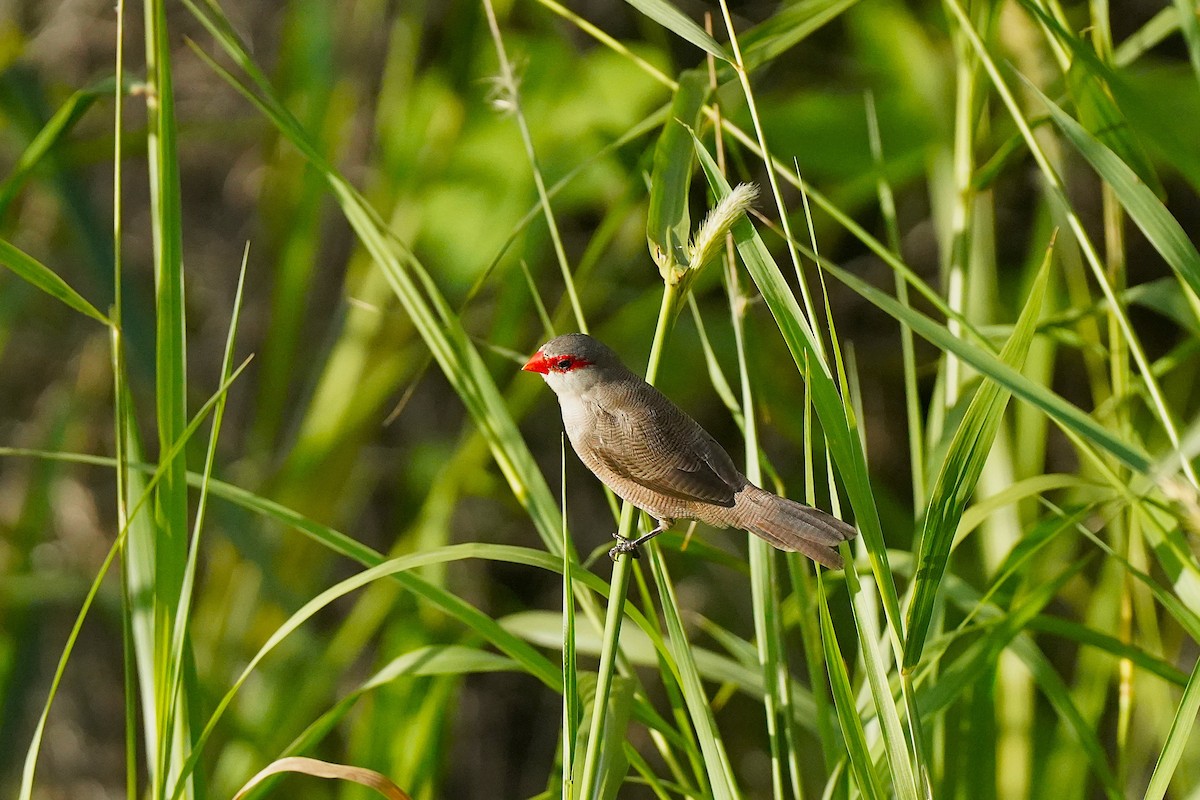 Common Waxbill - ML647076214