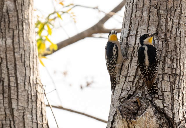 White-fronted Woodpecker - ML647076221