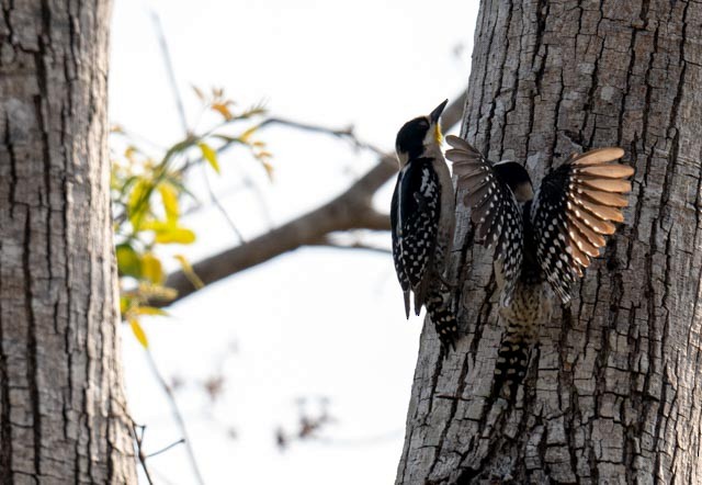 White-fronted Woodpecker - ML647076222