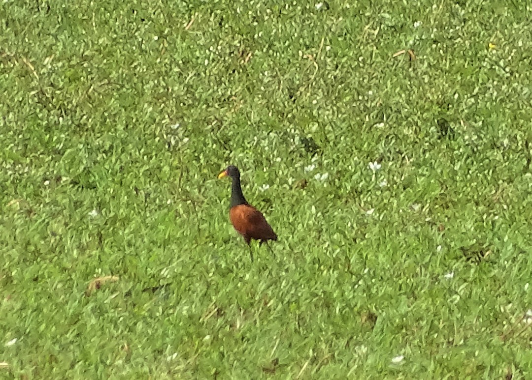 Wattled Jacana - ML647076226