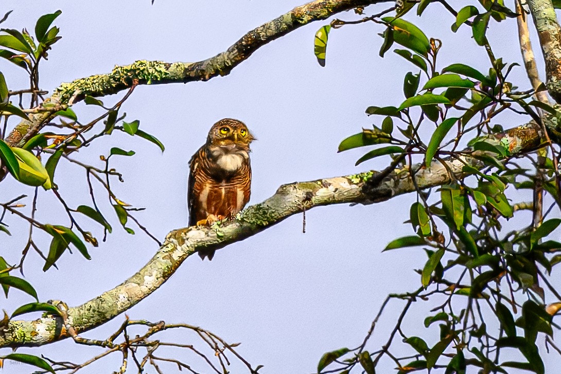 Asian Barred Owlet - ML647076227