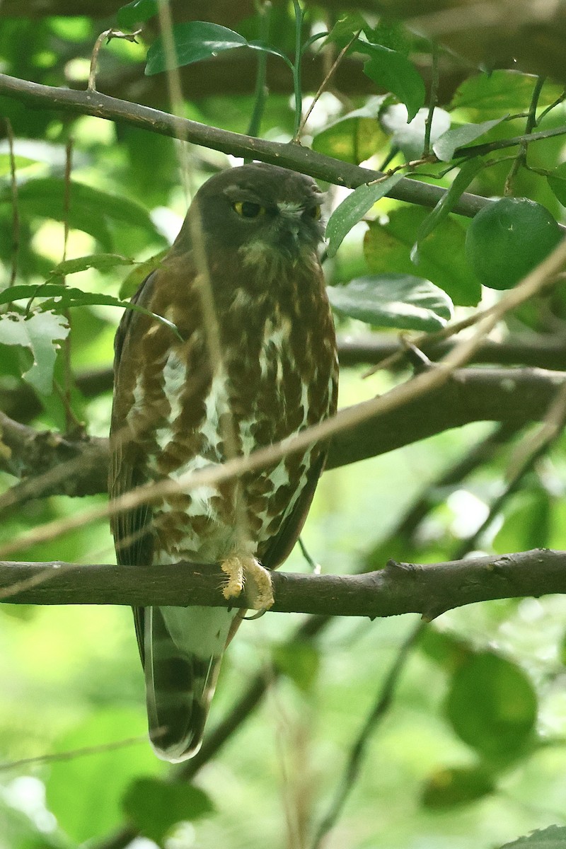 Brown Boobook - ML647076237