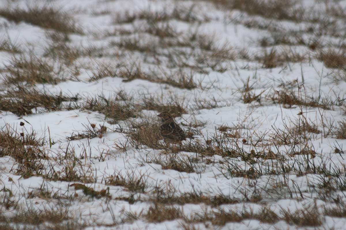 Буулгат хөмрөг - ML647076241