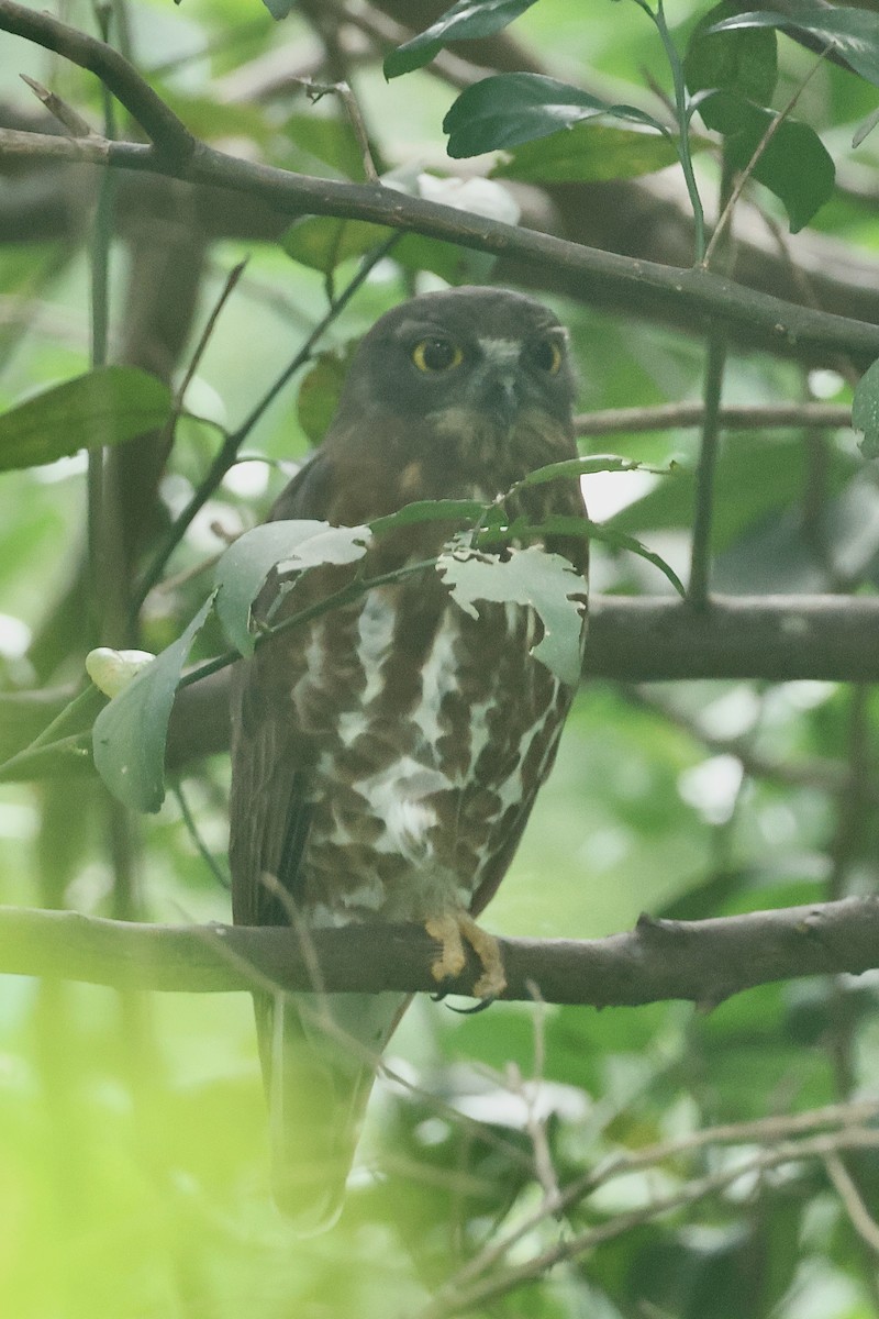 Brown Boobook - ML647076250