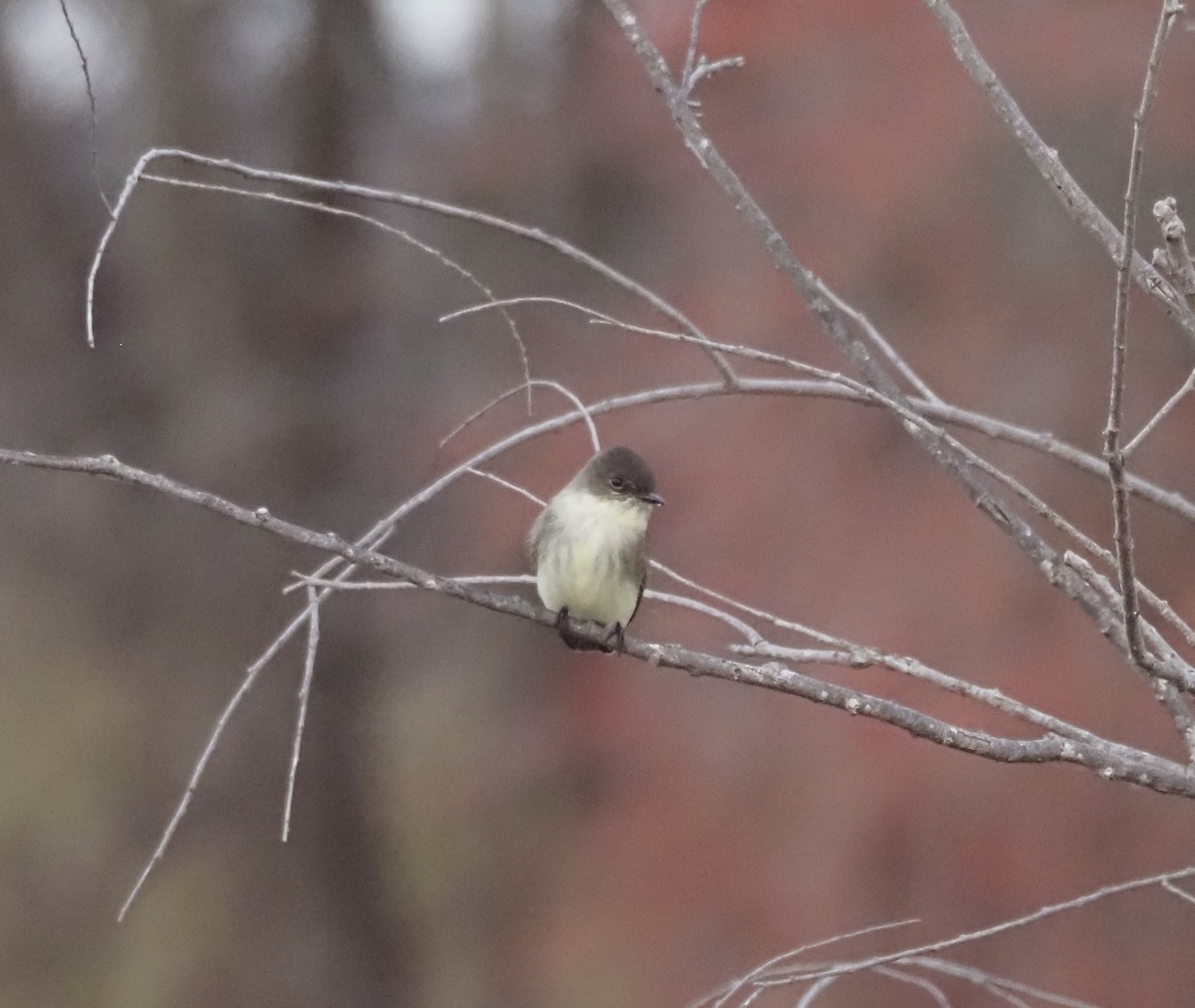 Eastern Phoebe - ML647076254