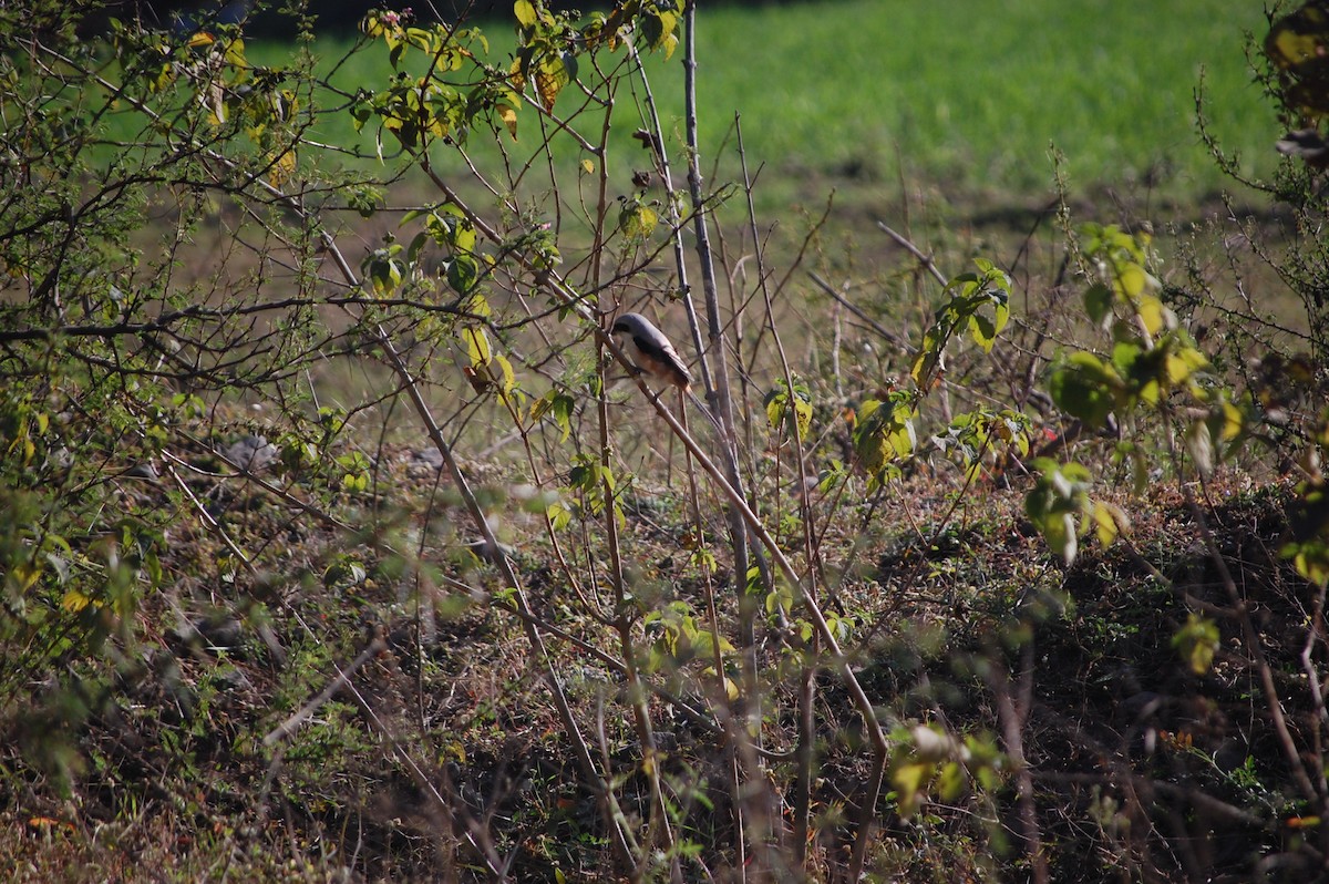 Antzandobi isats-luzea - ML647076258