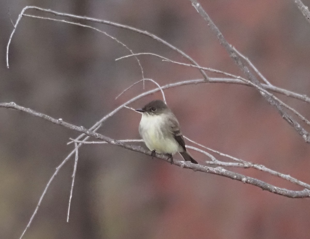 Eastern Phoebe - ML647076264