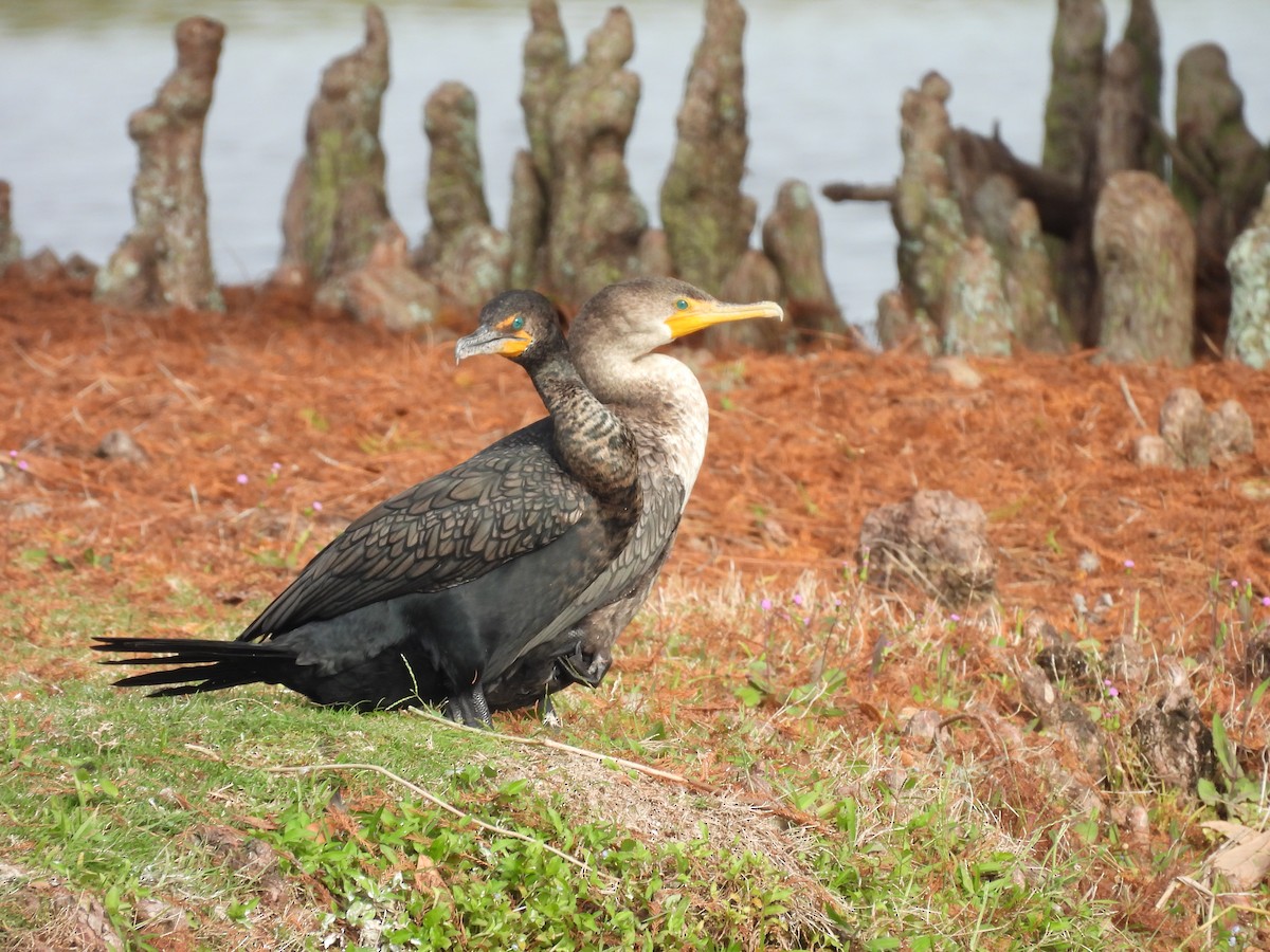 Double-crested Cormorant - ML647076279