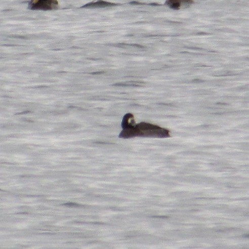 Fuligule milouinan - ML647076285