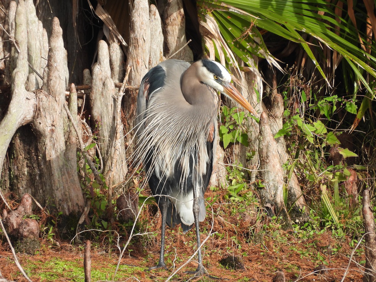 Great Blue Heron - ML647076287