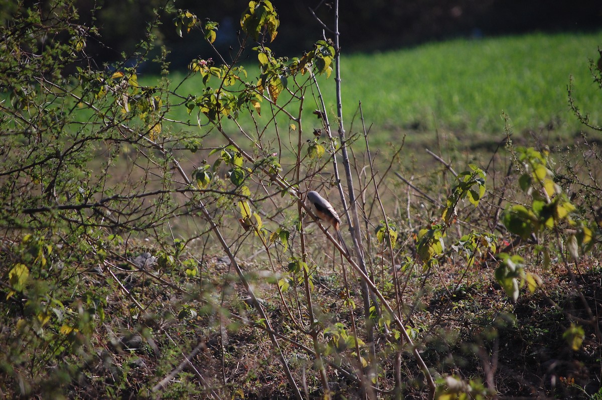 Antzandobi isats-luzea - ML647076292