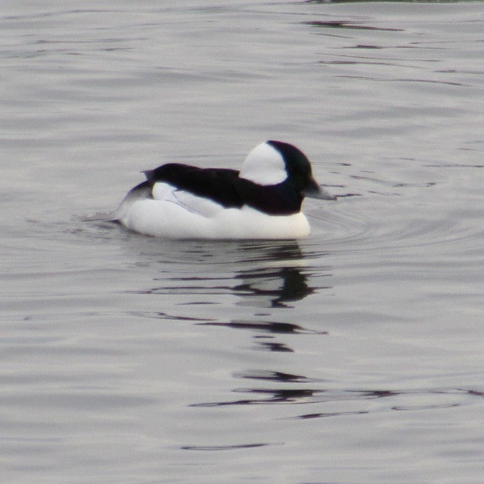 Bufflehead - ML647076293