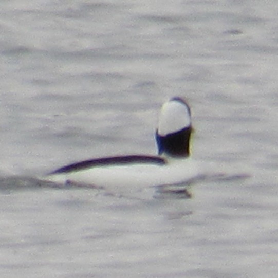 Bufflehead - ML647076294