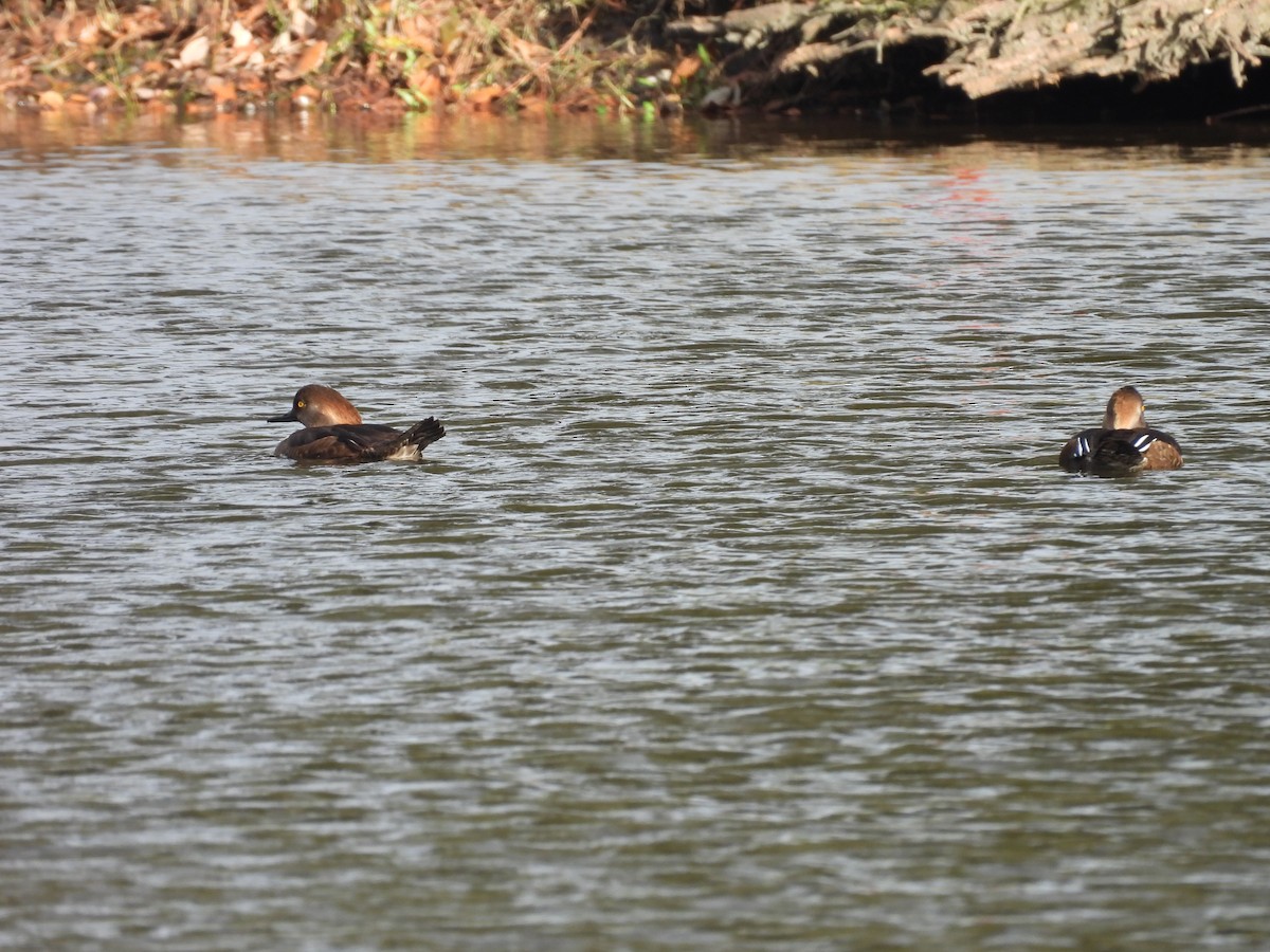 Hooded Merganser - ML647076295