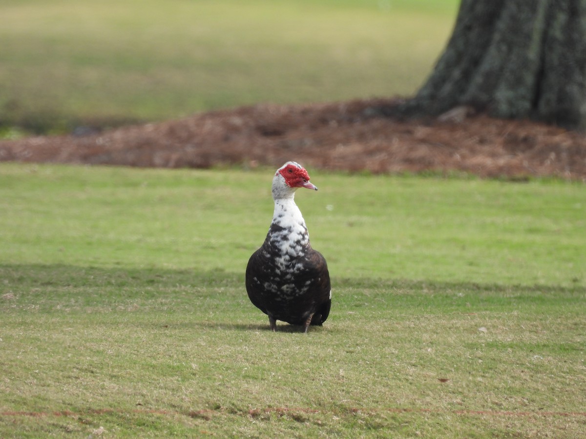 Muscovy Duck (Domestic type) - ML647076298