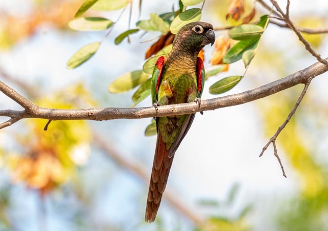 Боливийская которра - ML647076299