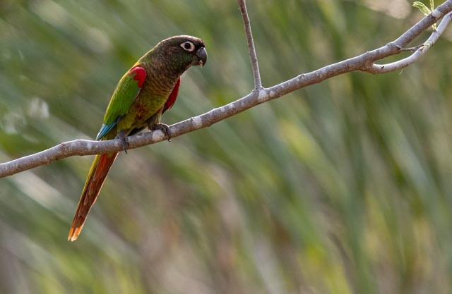 Боливийская которра - ML647076300