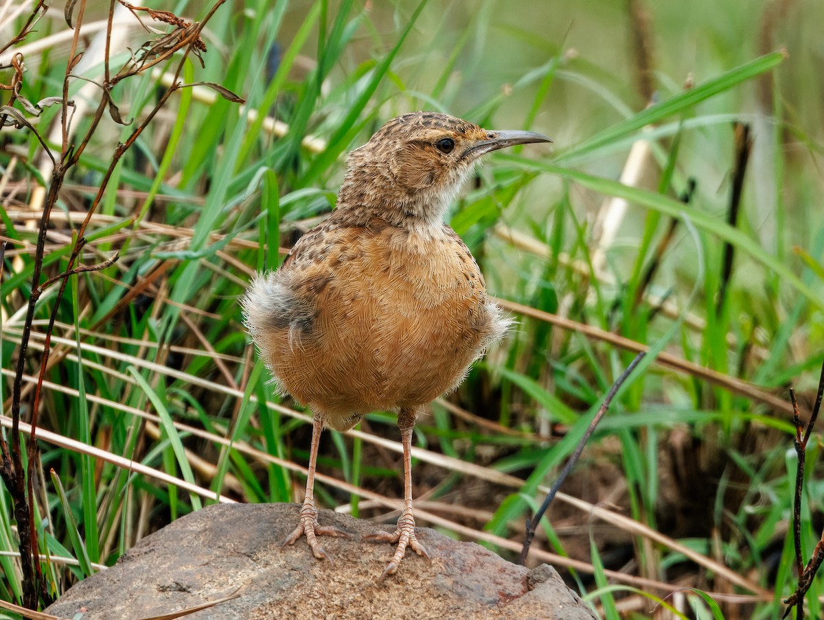 Spike-heeled Lark - ML647076311