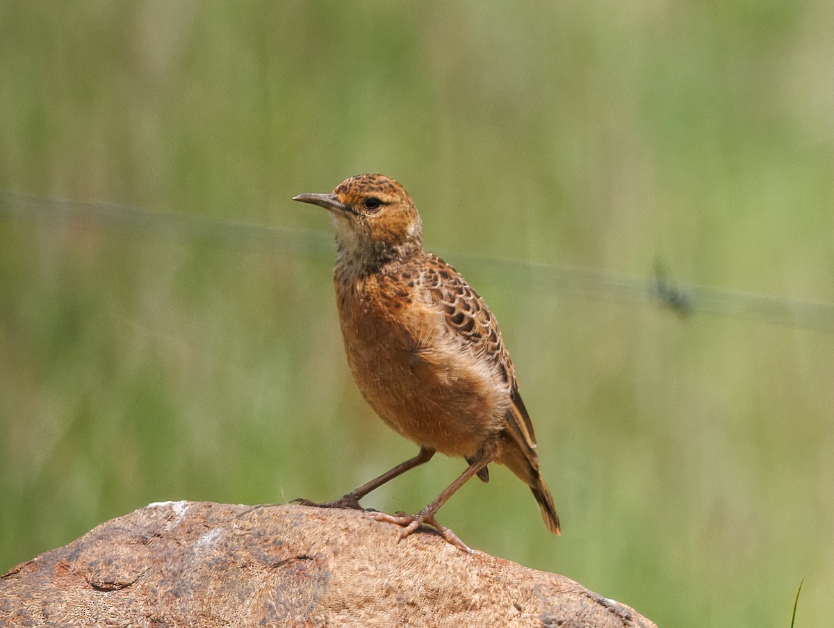 Spike-heeled Lark - ML647076313