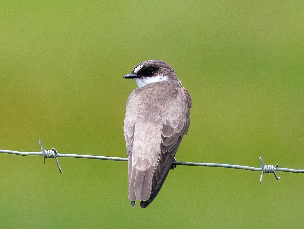 Banded Martin - ML647076321