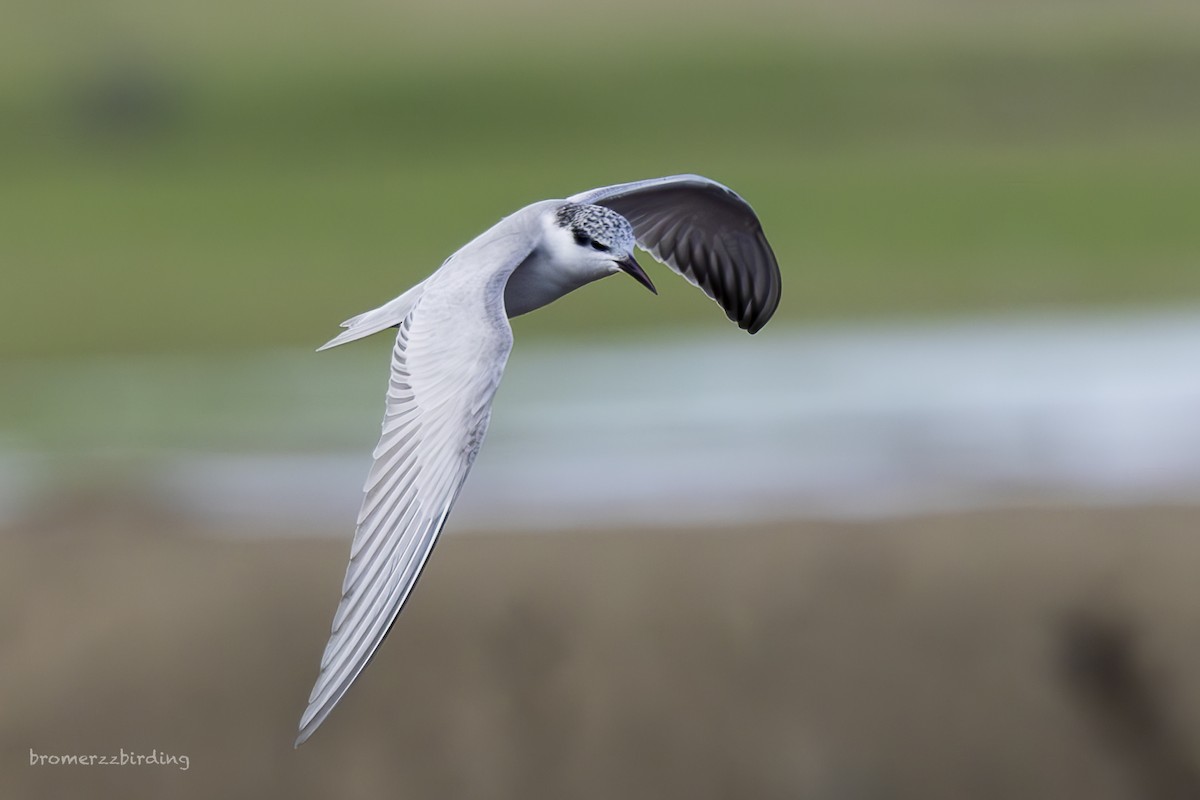 Whiskered Tern - ML647076324