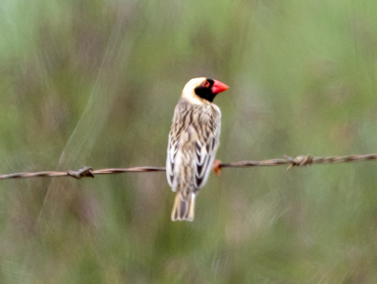 Red-billed Quelea - ML647076325