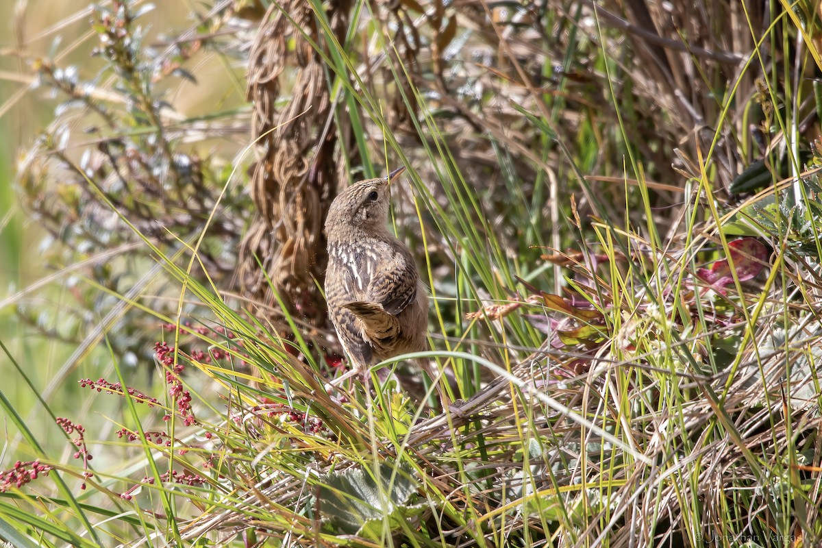 Troglodyte de Latham - ML647076330