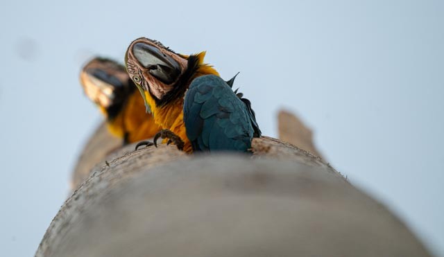 Blue-and-yellow Macaw - ML647076333