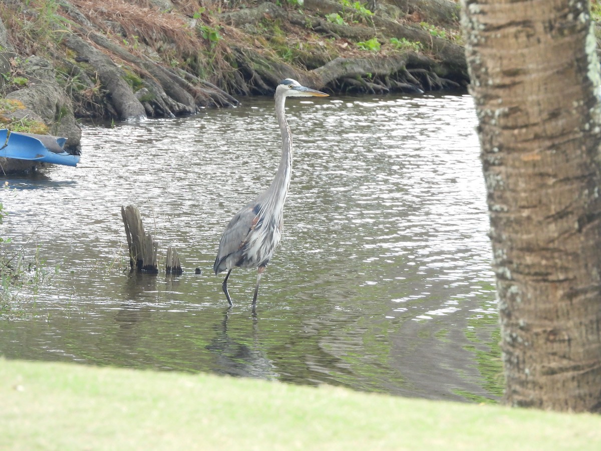 Great Blue Heron - ML647076334