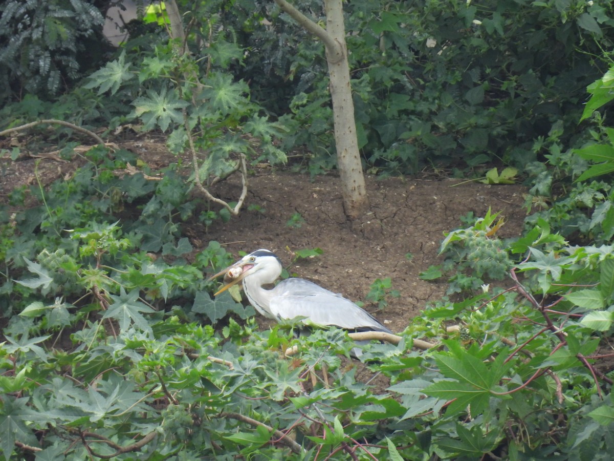 Gri Balıkçıl - ML647076335